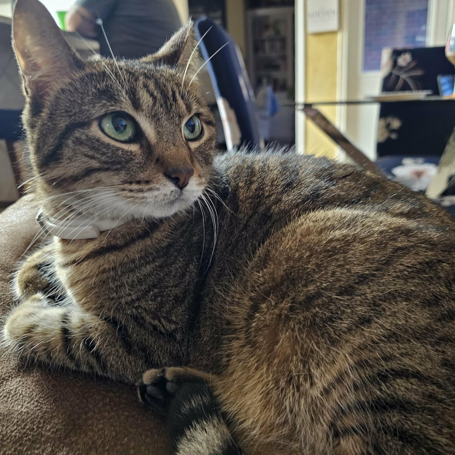 Caramel Latte, a ADOPTABLE mixed breed in Albany, NY image 4/6