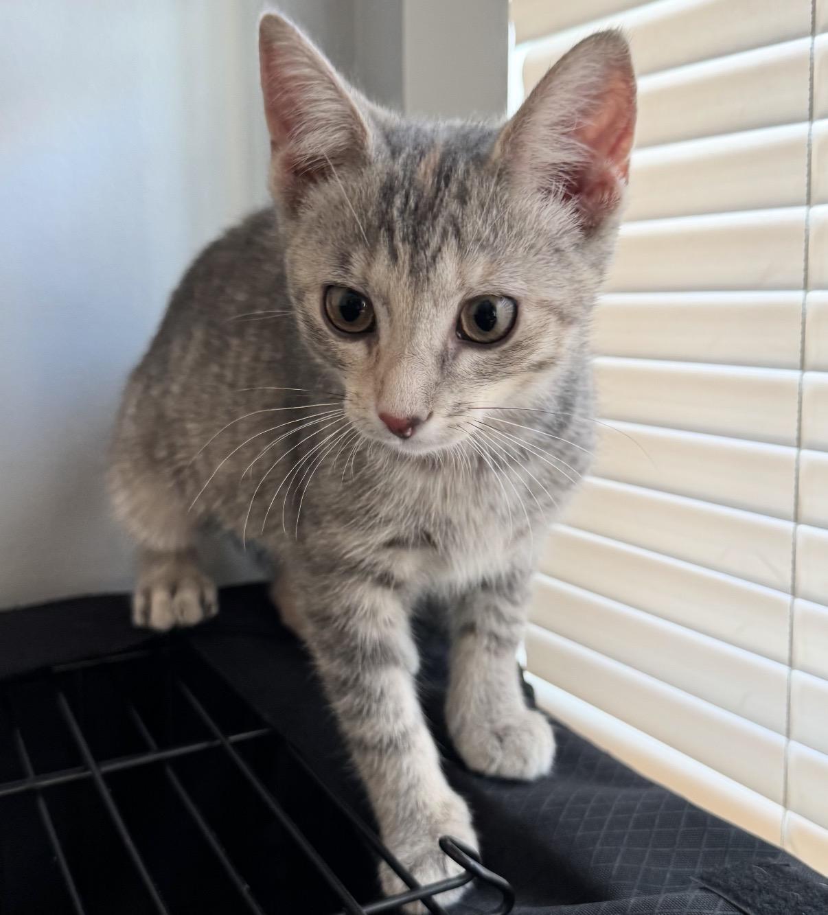 Macy, a Adoptable Domestic Short Hair in Maineville, OH image 1/3