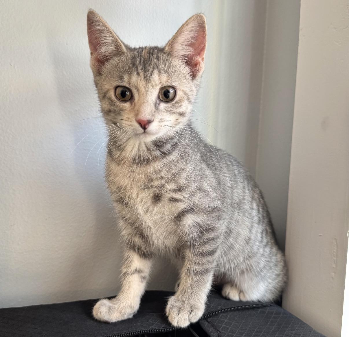 Macy, a Adoptable Domestic Short Hair in Maineville, OH image 2/3