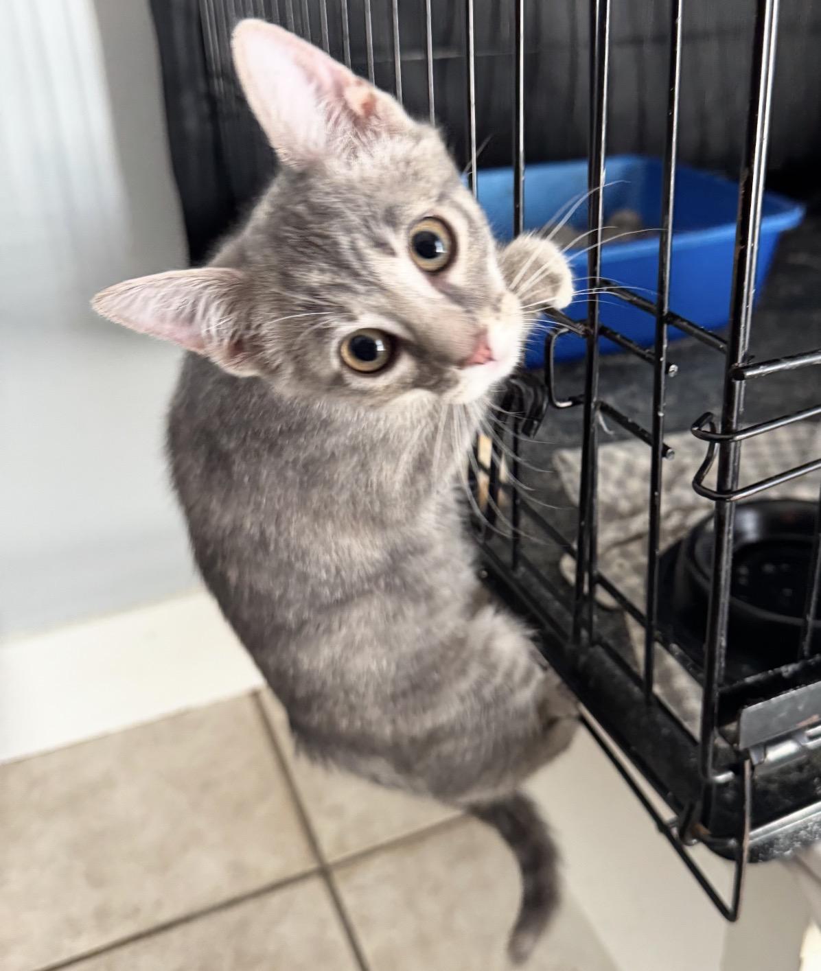 Macy, a Adoptable Domestic Short Hair in Maineville, OH image 3/3