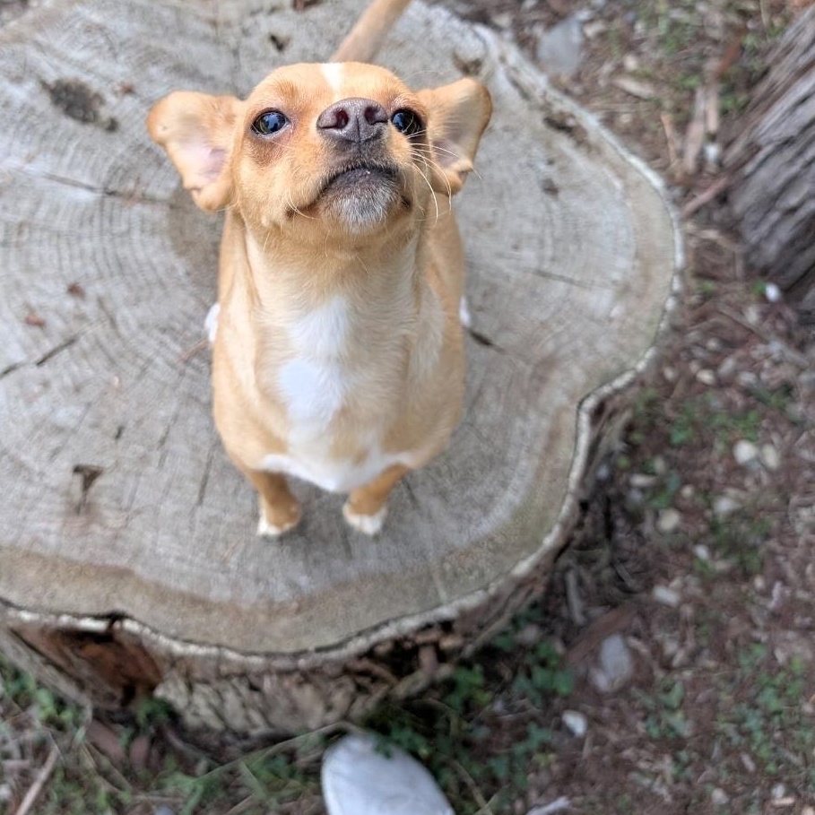 Enlarge Clover, a Adoptable mixed breed in Buckley, WA image 5/6