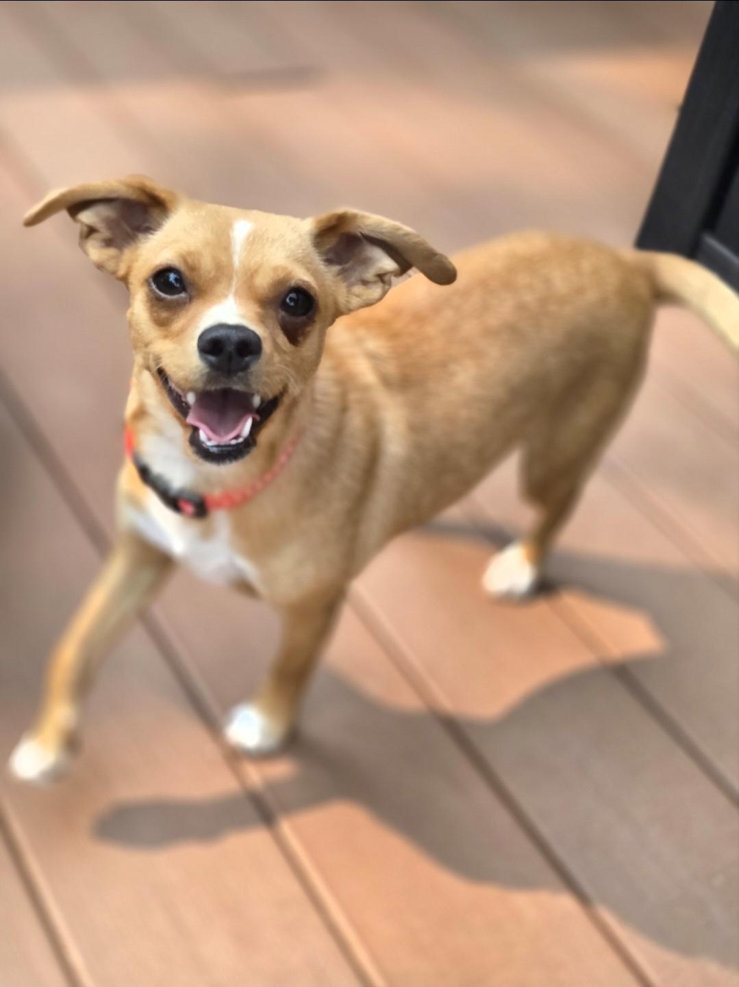 Enlarge Clover, a Adoptable mixed breed in Buckley, WA image 3/6