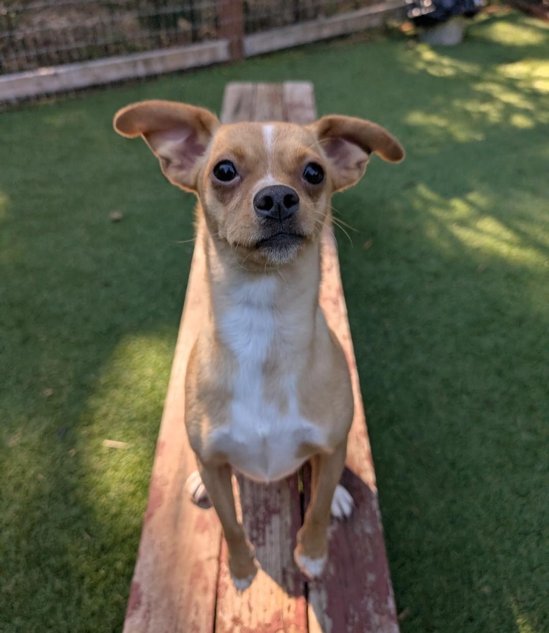 Clover, Adoptable, Adult Female Chihuahua.