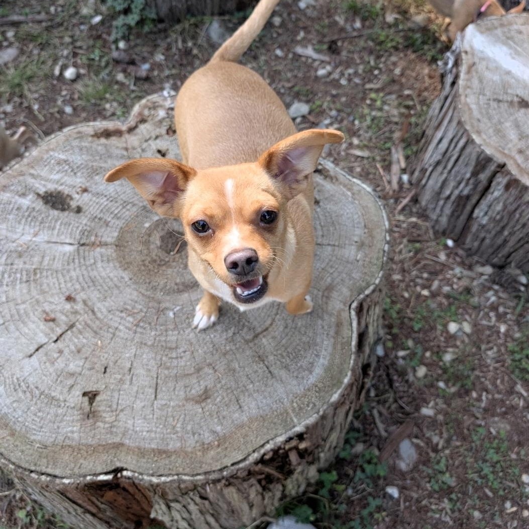 Enlarge Clover, a Adoptable mixed breed in Buckley, WA image 4/6