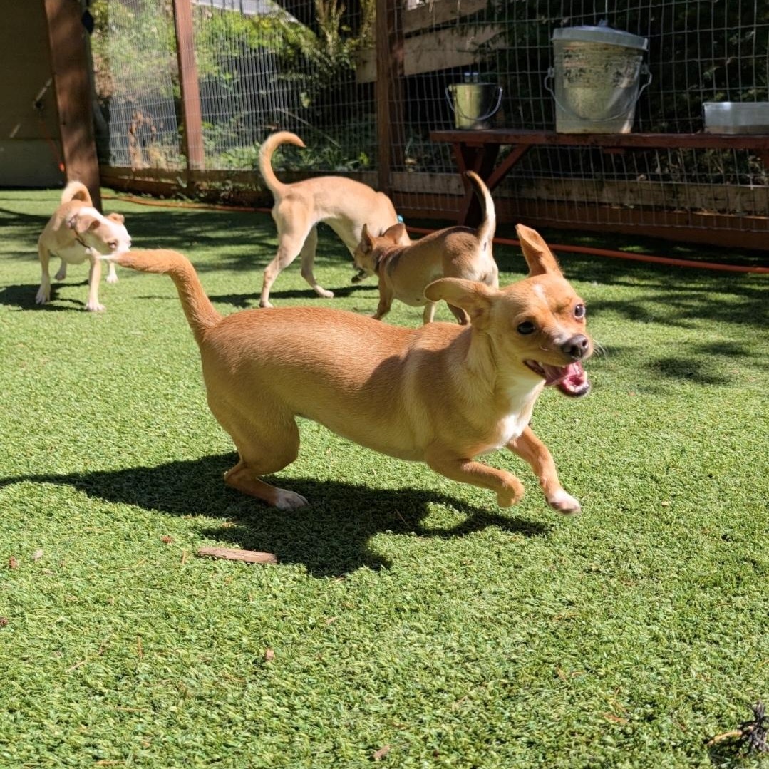Enlarge Clover, a Adoptable mixed breed in Buckley, WA image 6/6