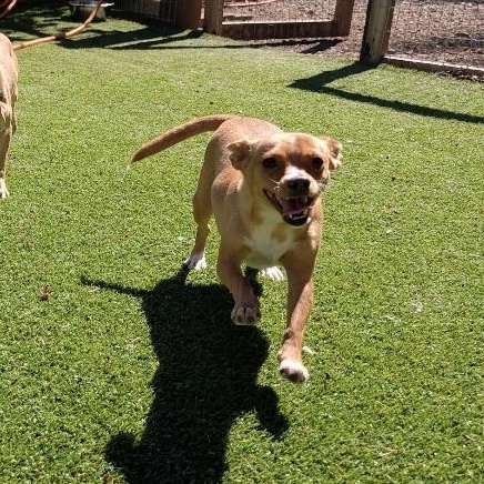 Enlarge Clover, a Adoptable mixed breed in Buckley, WA image 2/6