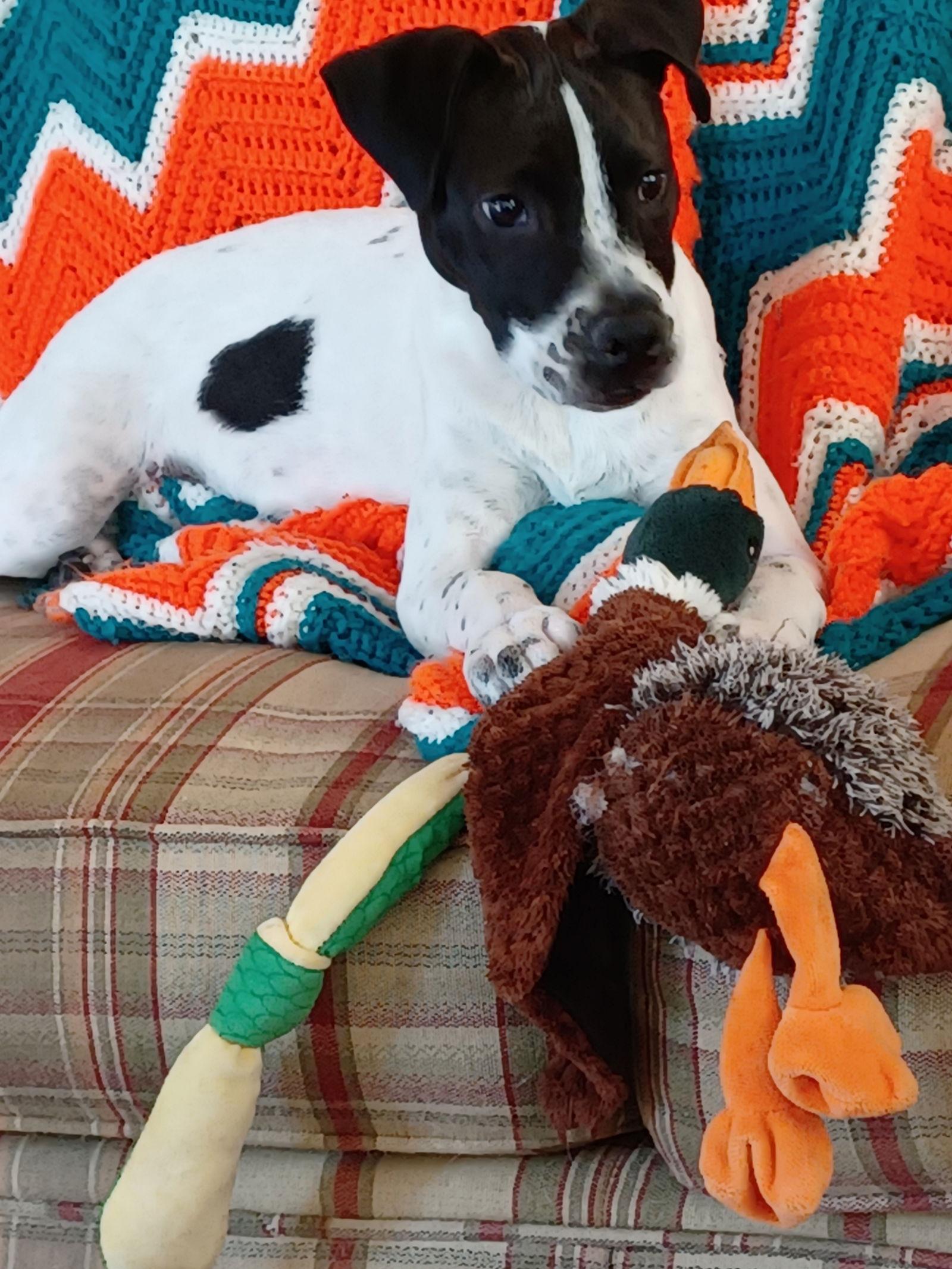 Payton, Adoptable, Young Female Boston Terrier & Terrier.