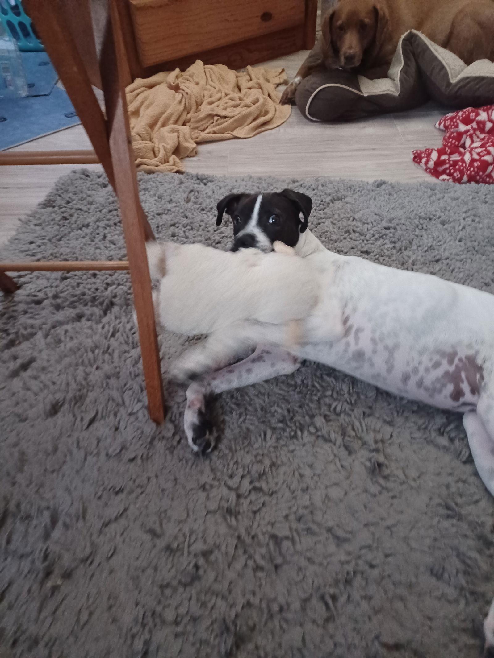 Enlarge Payton, a Adoptable mixed breed in Wilmington, DE image 2/3