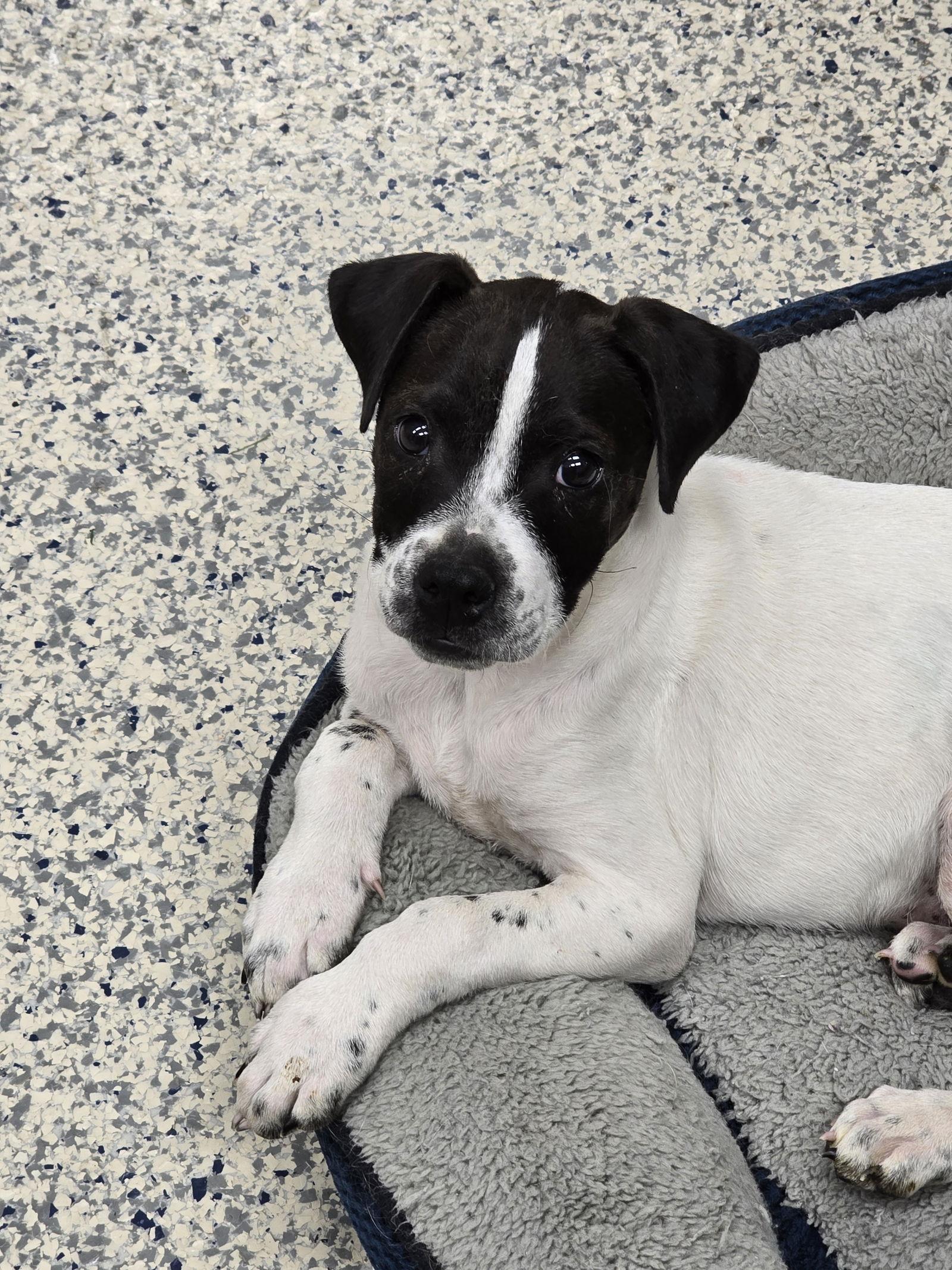 Enlarge Payton, a Adoptable mixed breed in Wilmington, DE image 3/3