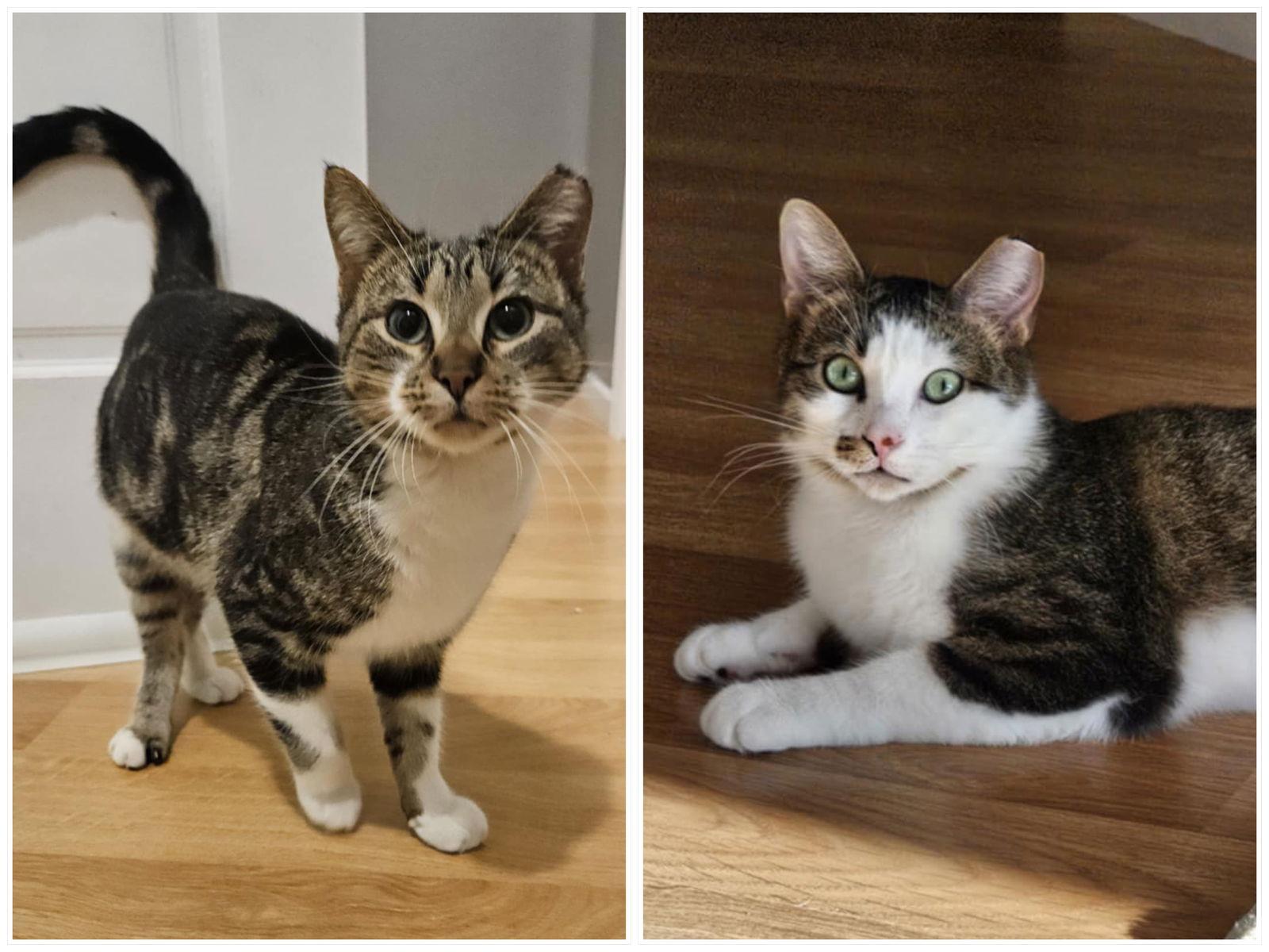 Enlarge Jaguar & Jetta, a Adoptable Domestic Short Hair in Crystal, MN image 1/1