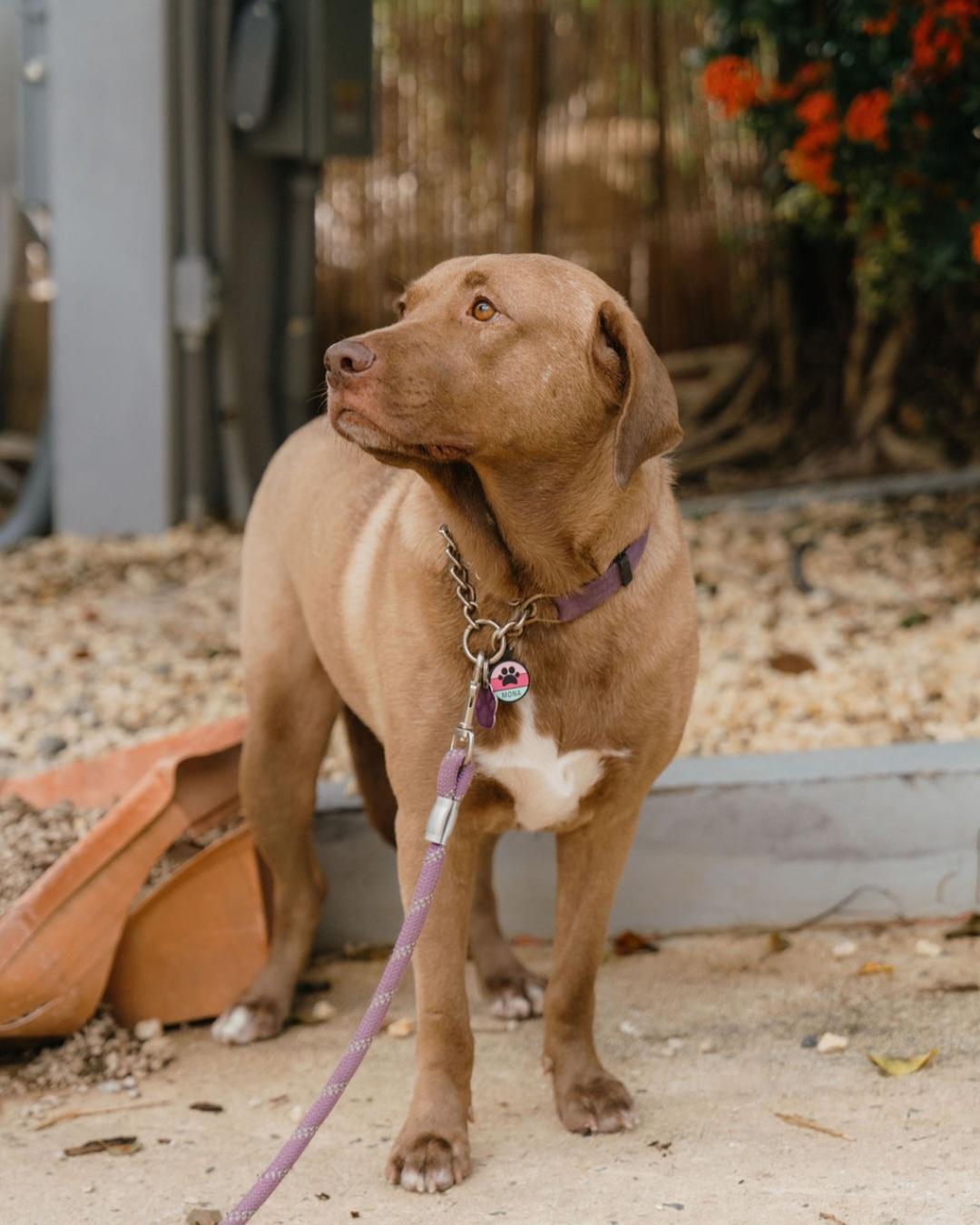 Enlarge Mona, a Adoptable mixed breed in Annapolis, MD image 5/6