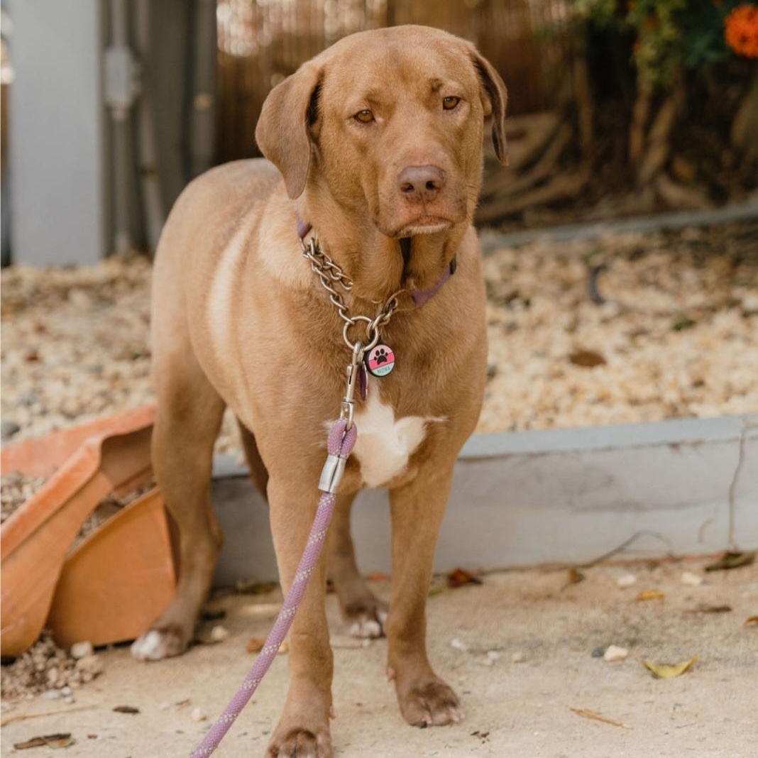 Enlarge Mona, a Adoptable mixed breed in Annapolis, MD image 1/6