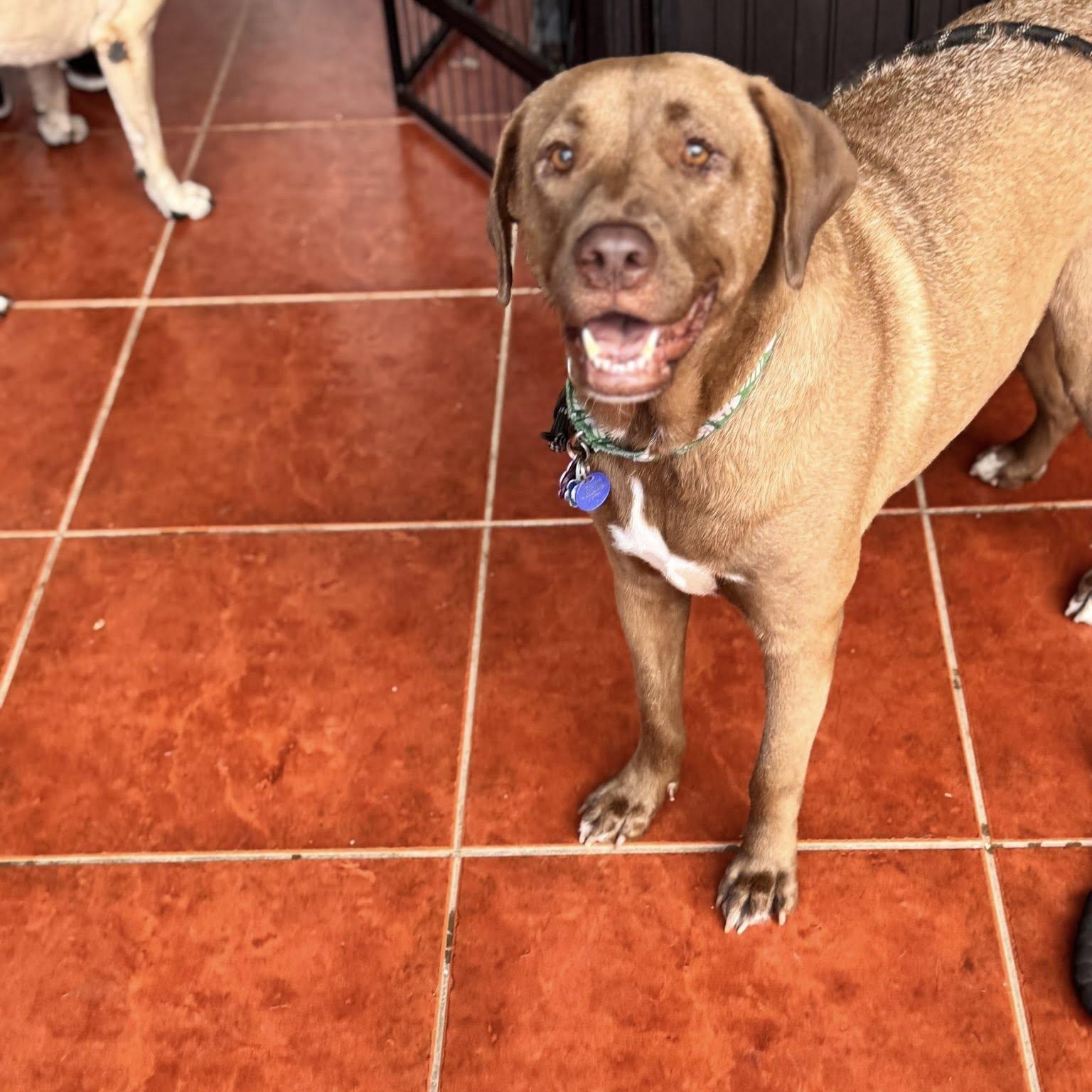 Enlarge Mona, a Adoptable mixed breed in Annapolis, MD image 3/6