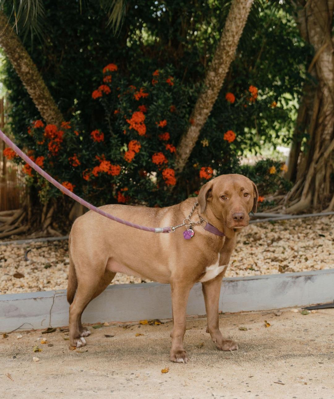 Enlarge Mona, a Adoptable mixed breed in Annapolis, MD image 6/6