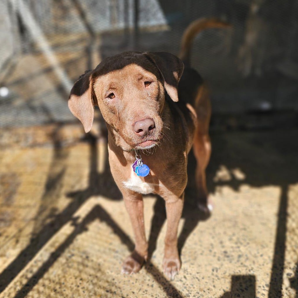 Enlarge Mona, a Adoptable mixed breed in Annapolis, MD image 2/6