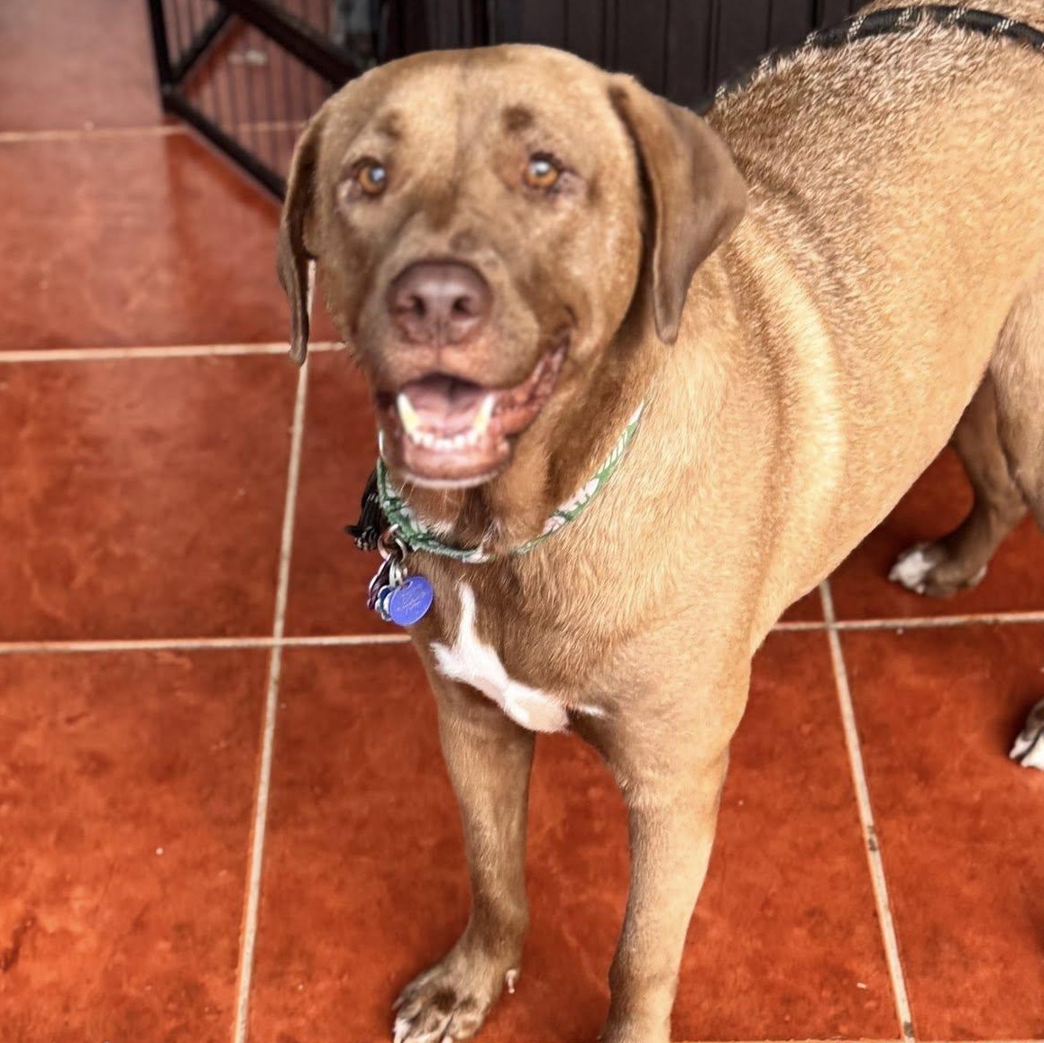 Mona, Adoptable, Young Female Chocolate Labrador Retriever.