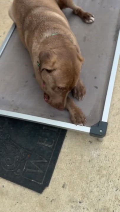 Enlarge Mona, a Adoptable mixed breed in Annapolis, MD video 4/6