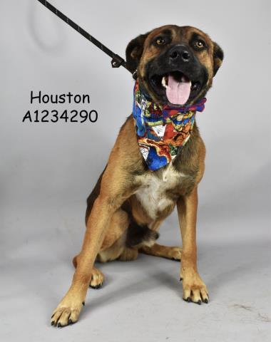 Houston, Adoptable, Adult Male Hound & Pit Bull Terrier.