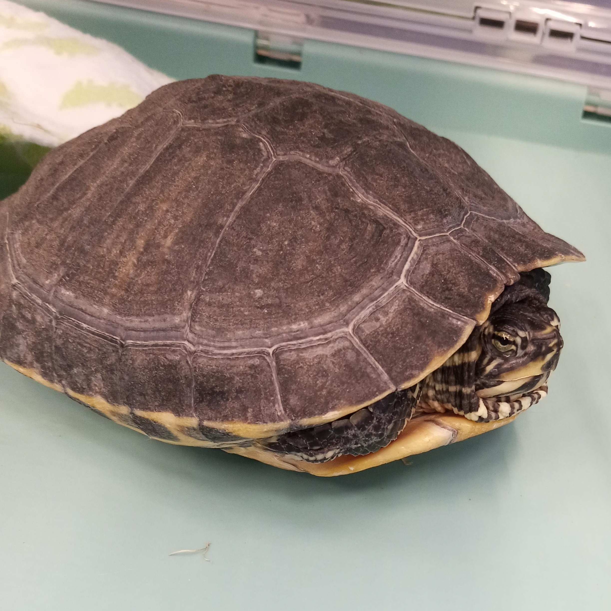 Delphina, Adoptable, Adult Female Yellow-Bellied Slider.