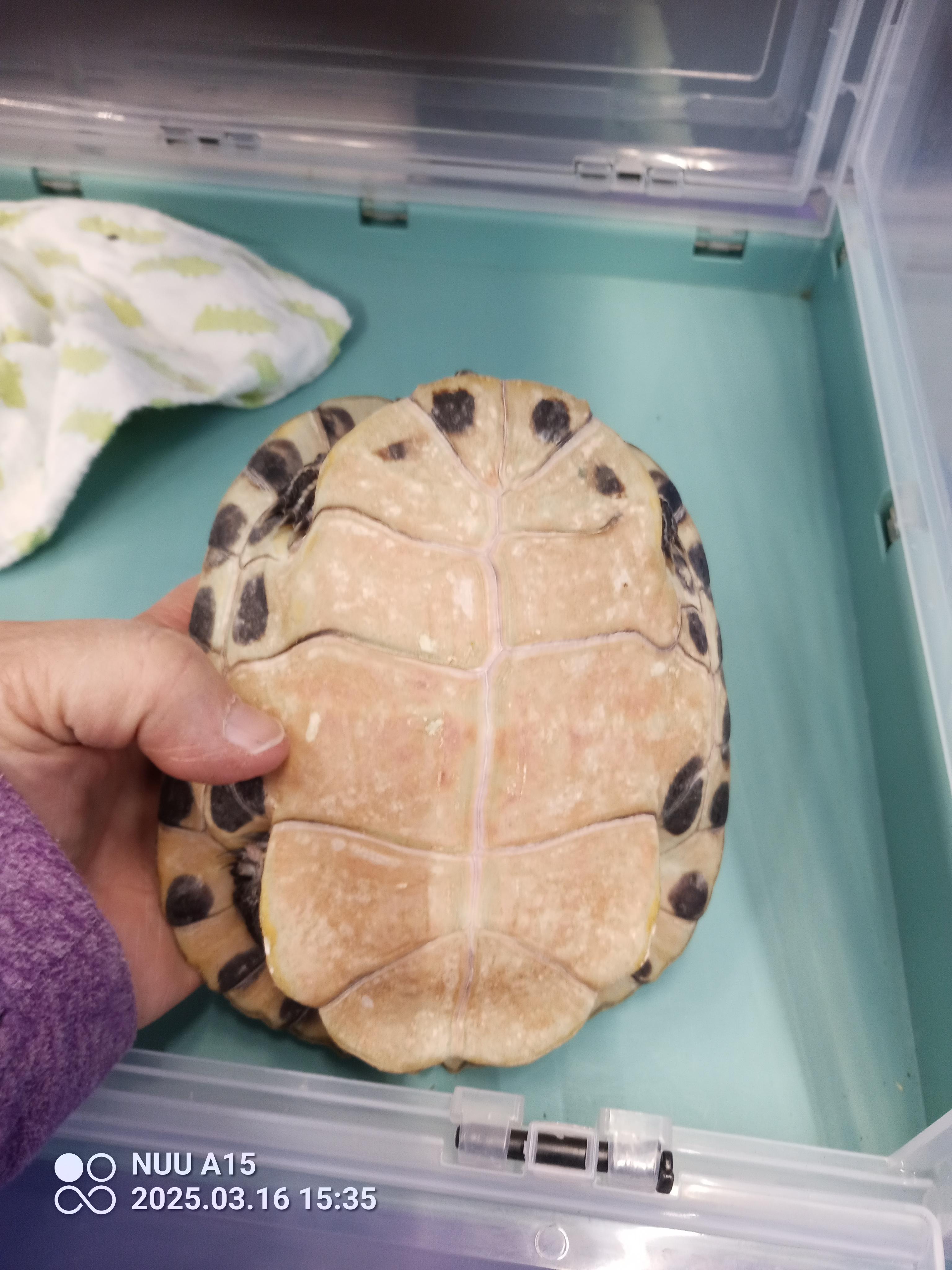 Delphina, a Adoptable Yellow-Bellied Slider in Modesto, CA image 2/2