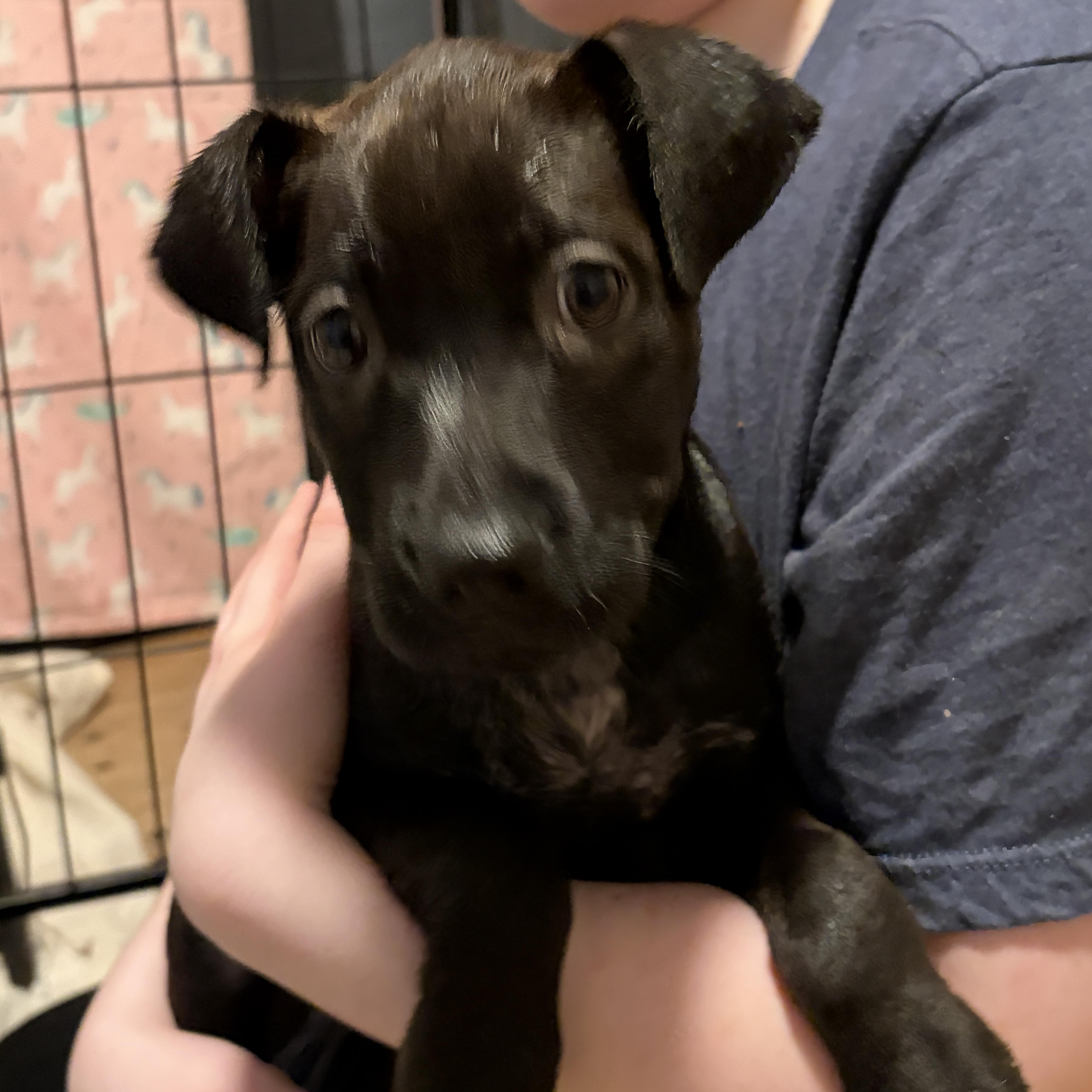 Enlarge Darla, a Adoptable mixed breed in Lindenhurst, NY image 1/1