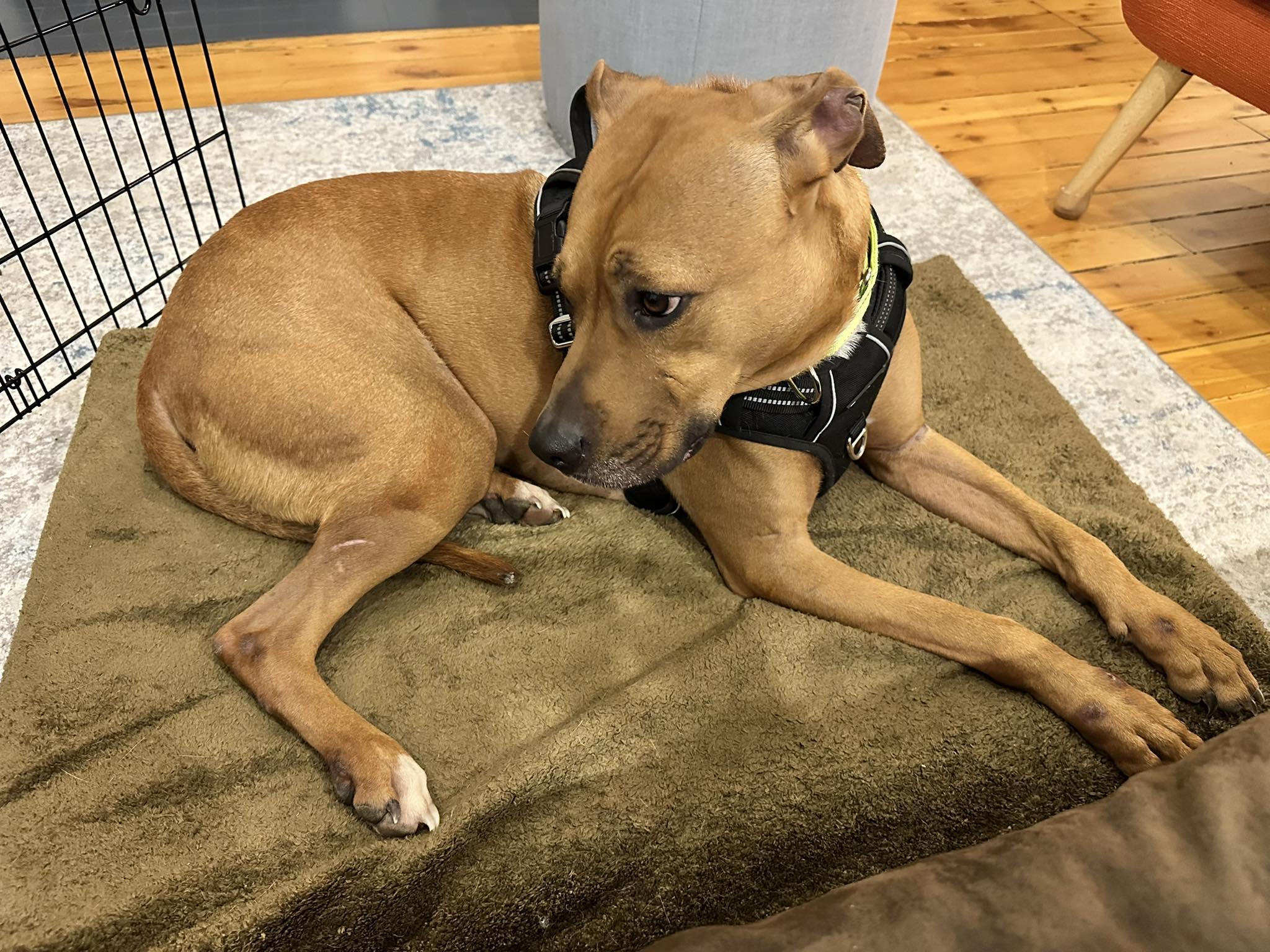 Enlarge Felix, an adoptable mixed breed in Woodstock, ON image 2/5