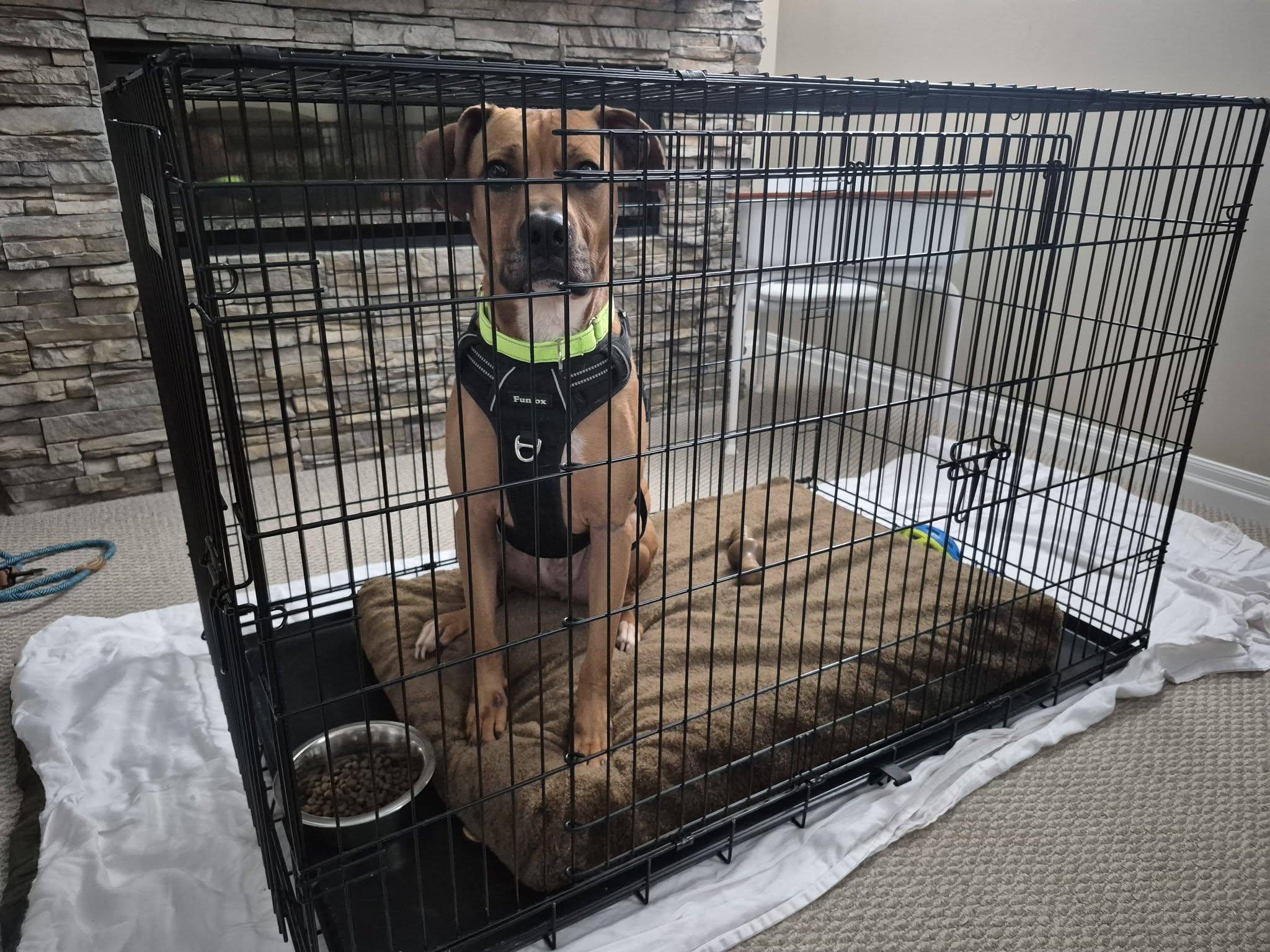 Enlarge Felix, an adoptable mixed breed in Woodstock, ON image 5/5