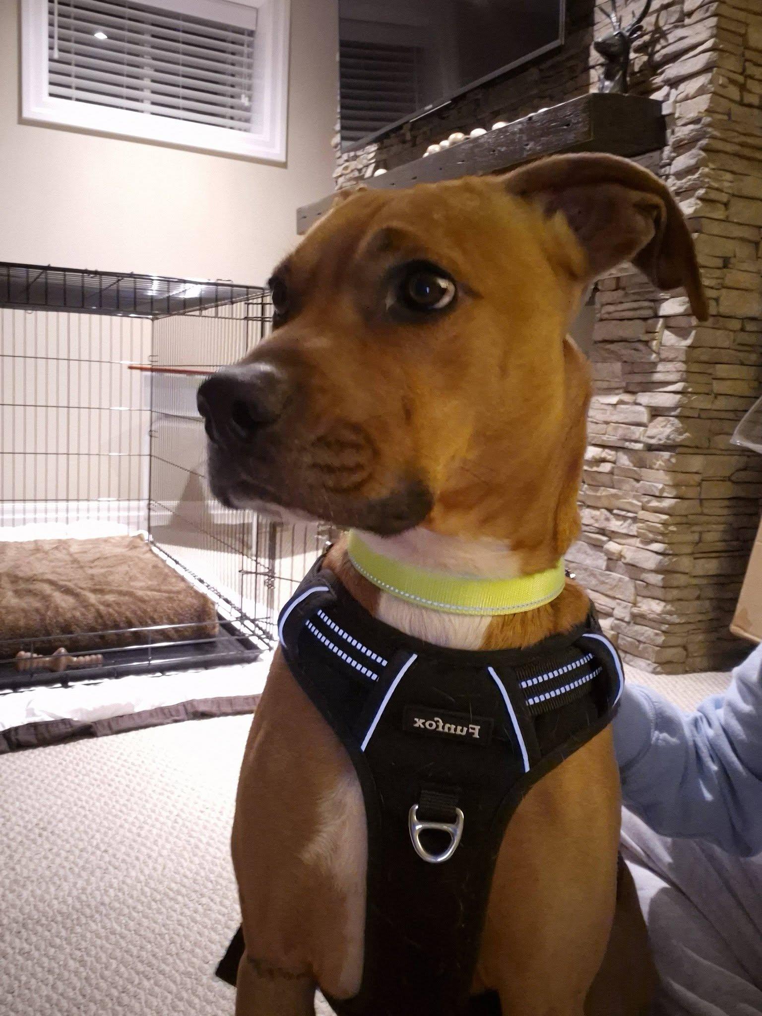 Enlarge Felix, an adoptable mixed breed in Woodstock, ON image 1/5