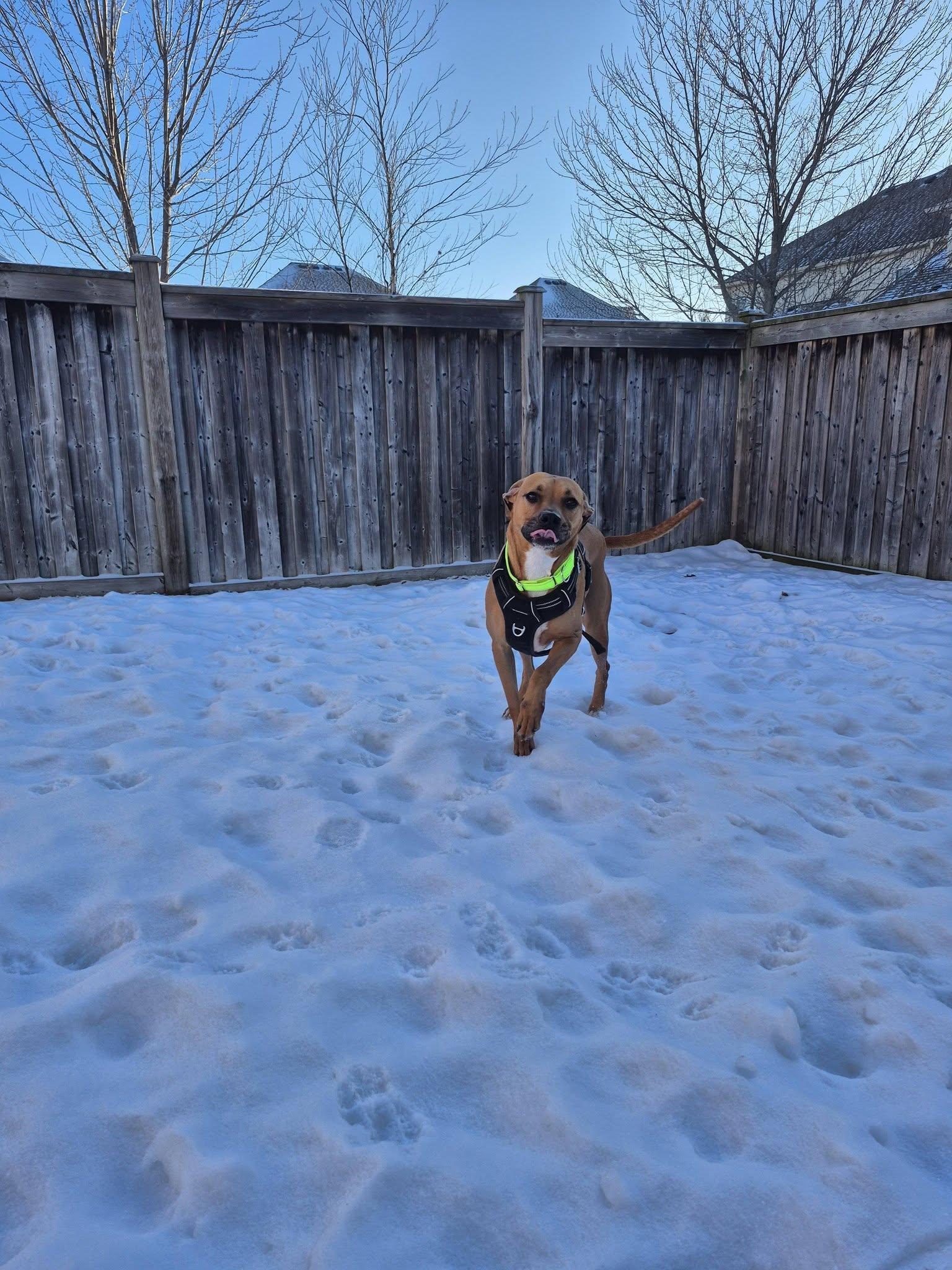 Enlarge Felix, an adoptable mixed breed in Woodstock, ON image 3/5