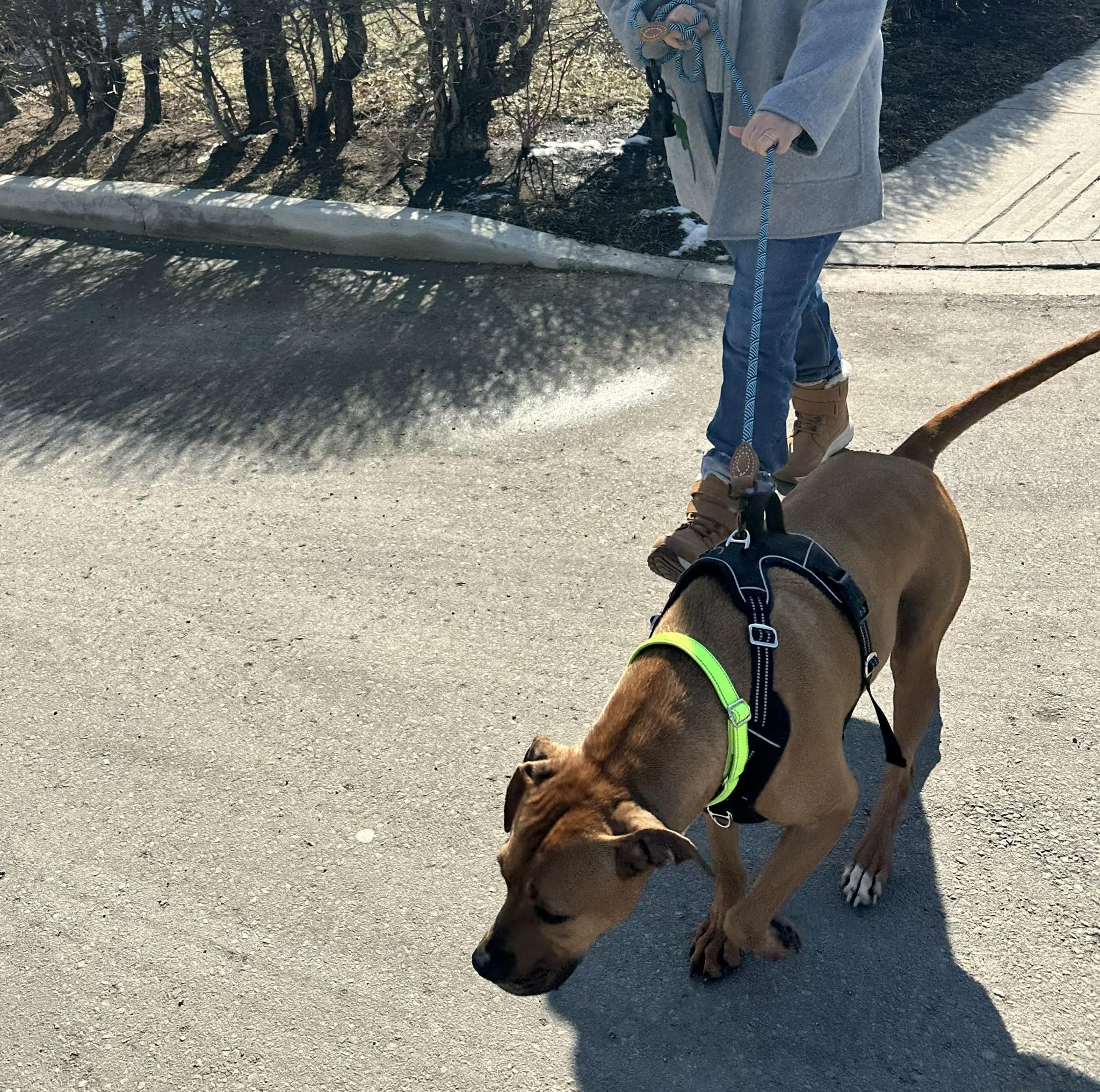 Enlarge Felix, an adoptable mixed breed in Woodstock, ON image 4/5