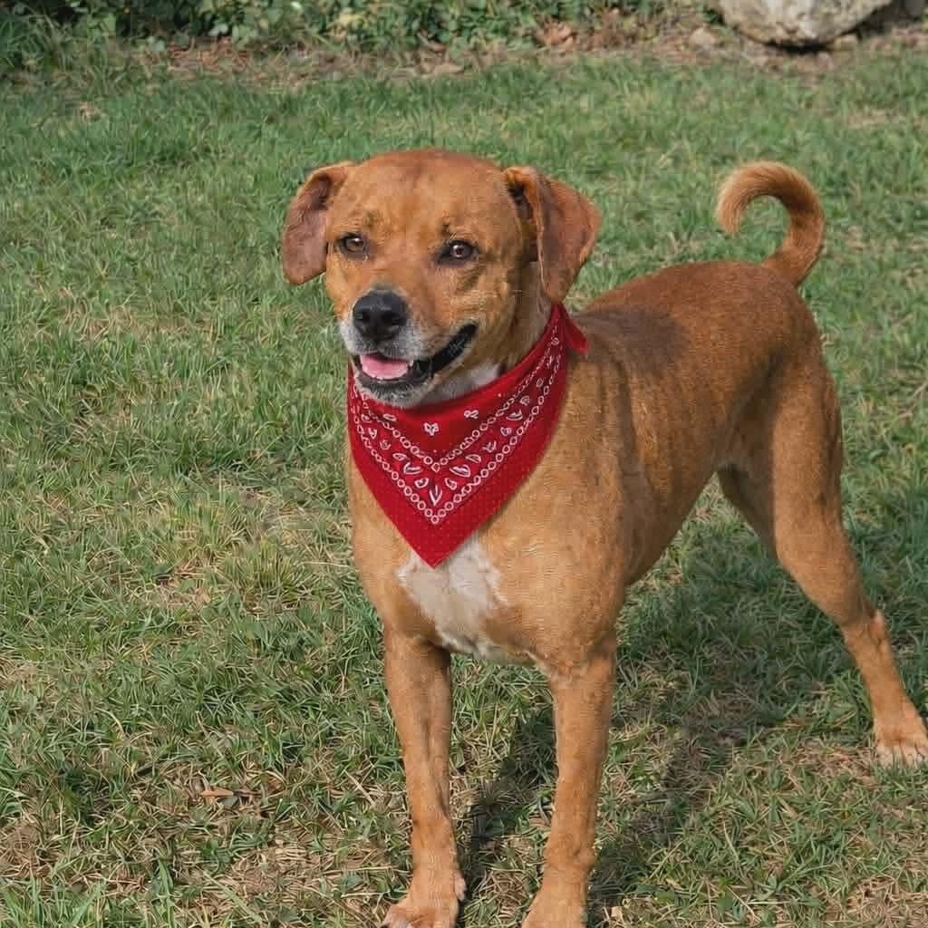 Felix, adoptable, Adult Male Labrador Retriever.