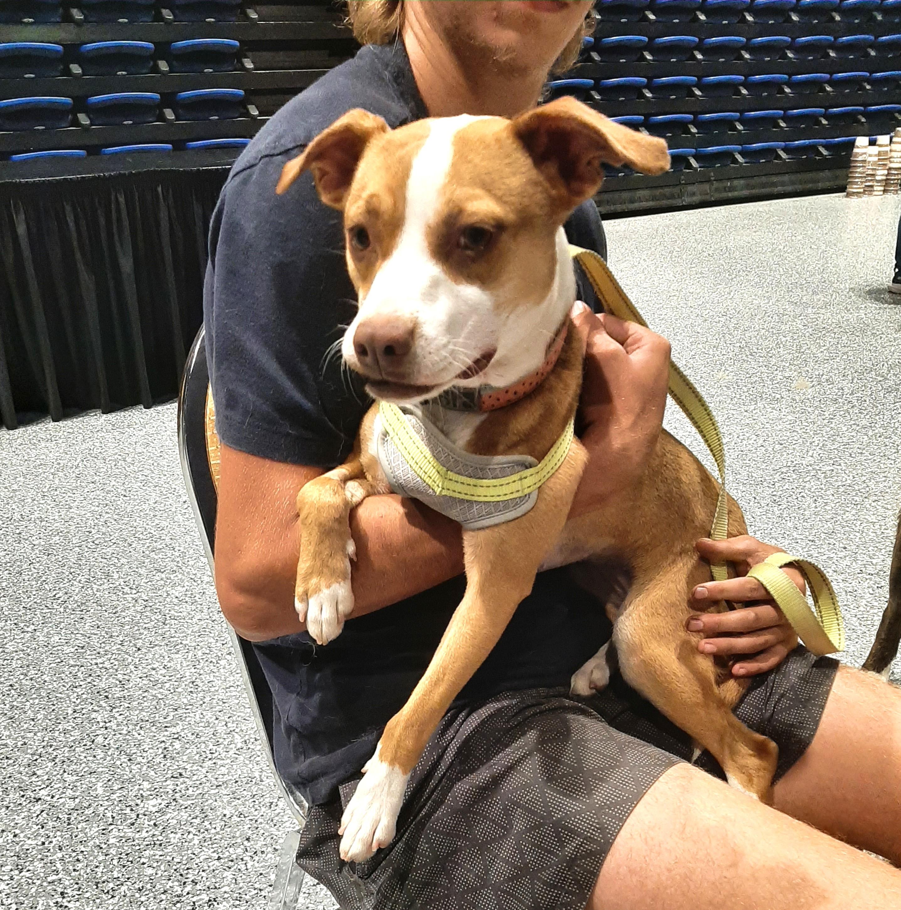 Leah, Adoptable, Young Female Chihuahua & American Staffordshire Terrier.