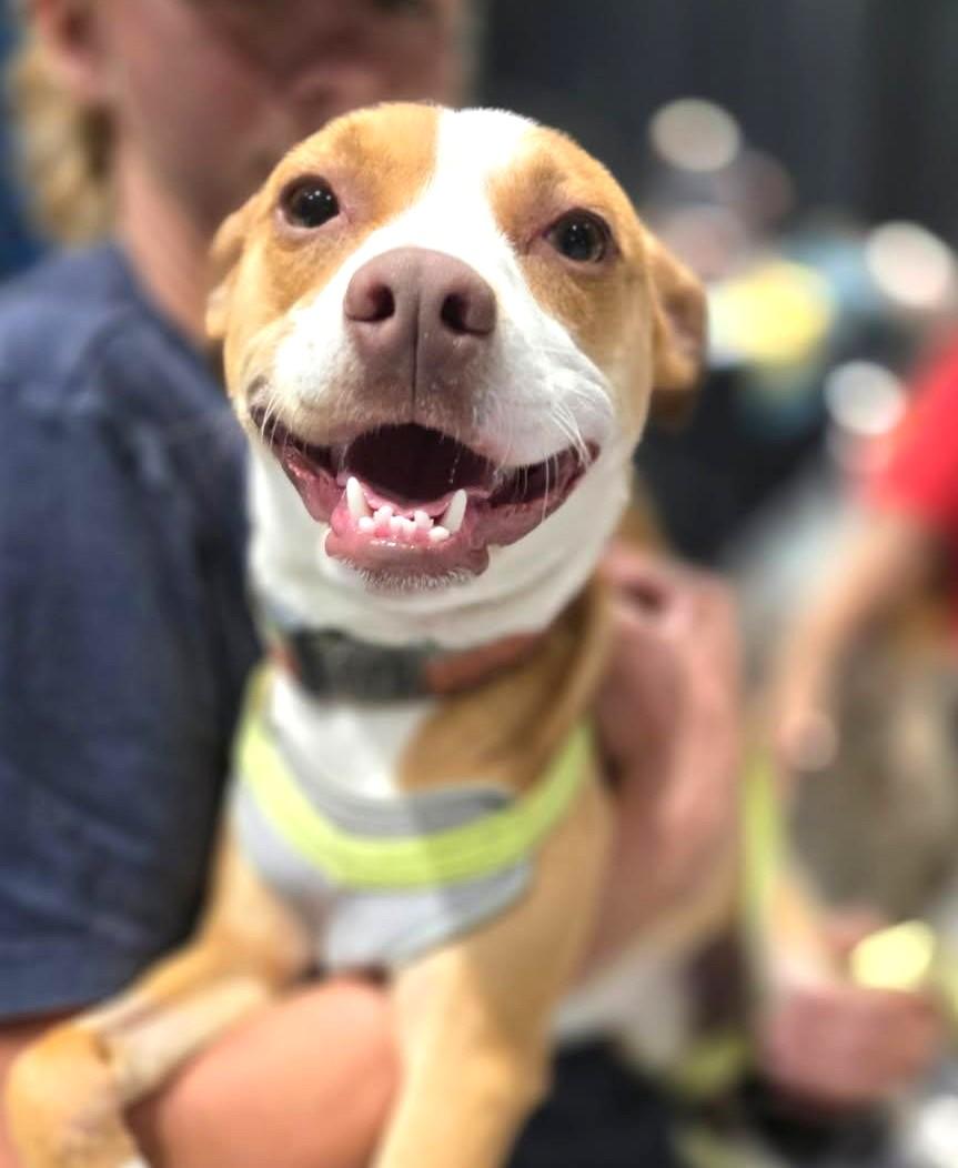 Enlarge Leah, a Adoptable mixed breed in Bradenton, FL image 4/5