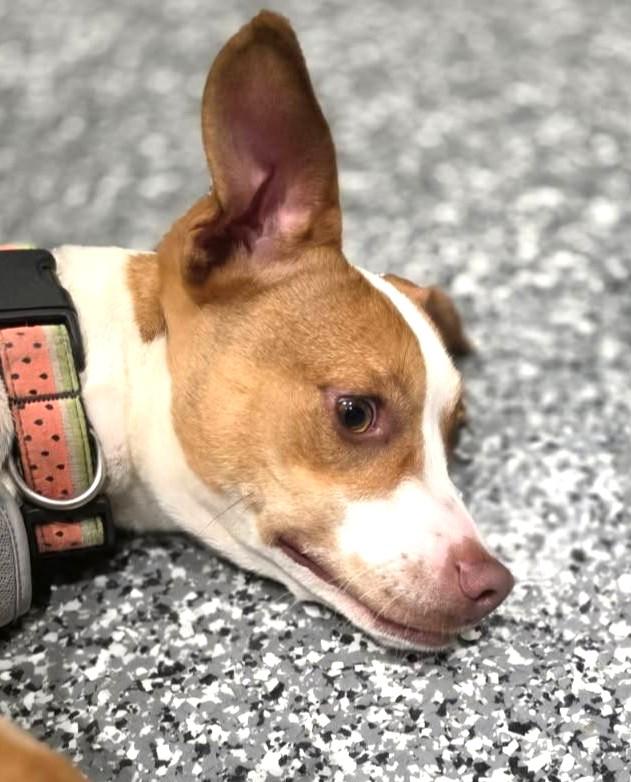 Enlarge Leah, a Adoptable mixed breed in Bradenton, FL image 3/5