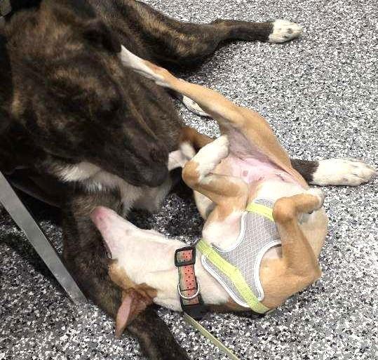 Enlarge Leah, a Adoptable mixed breed in Bradenton, FL image 5/5