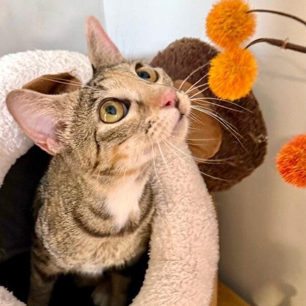 Watermelon Sugar — thumbnail 5