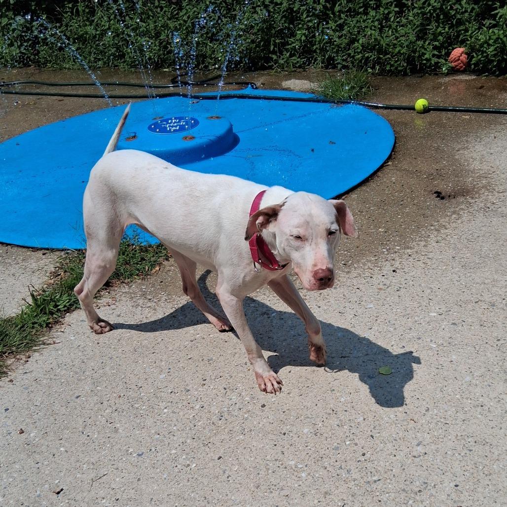Rolly, Adoptable, Adult Female Labrador Retriever & Pit Bull Terrier.