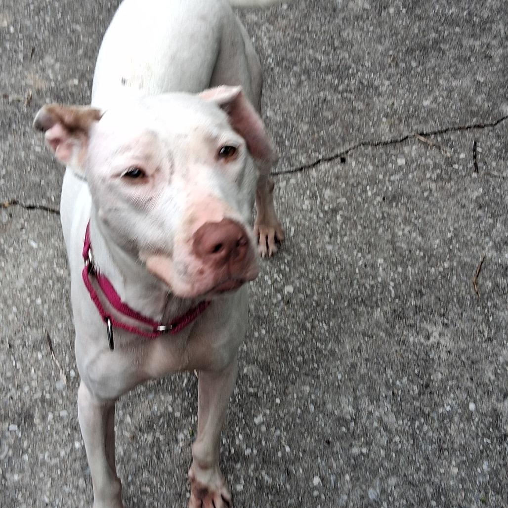 Enlarge Rolly, a Adoptable mixed breed in Baltimore, MD image 2/6