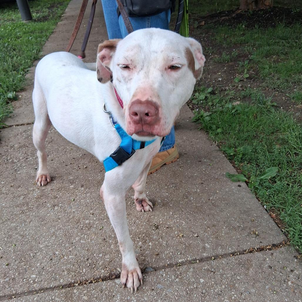Enlarge Rolly, a Adoptable mixed breed in Baltimore, MD image 3/6