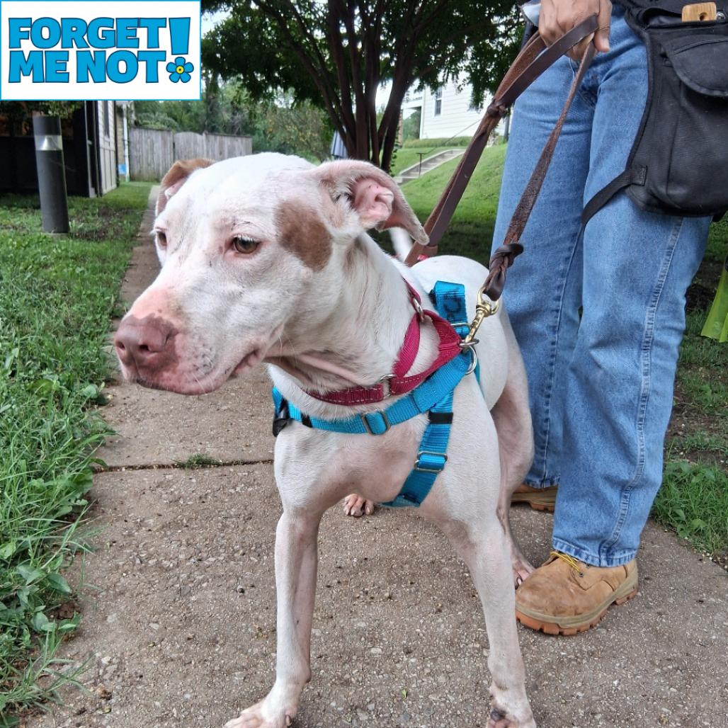 Enlarge Rolly, a Adoptable mixed breed in Baltimore, MD image 4/6