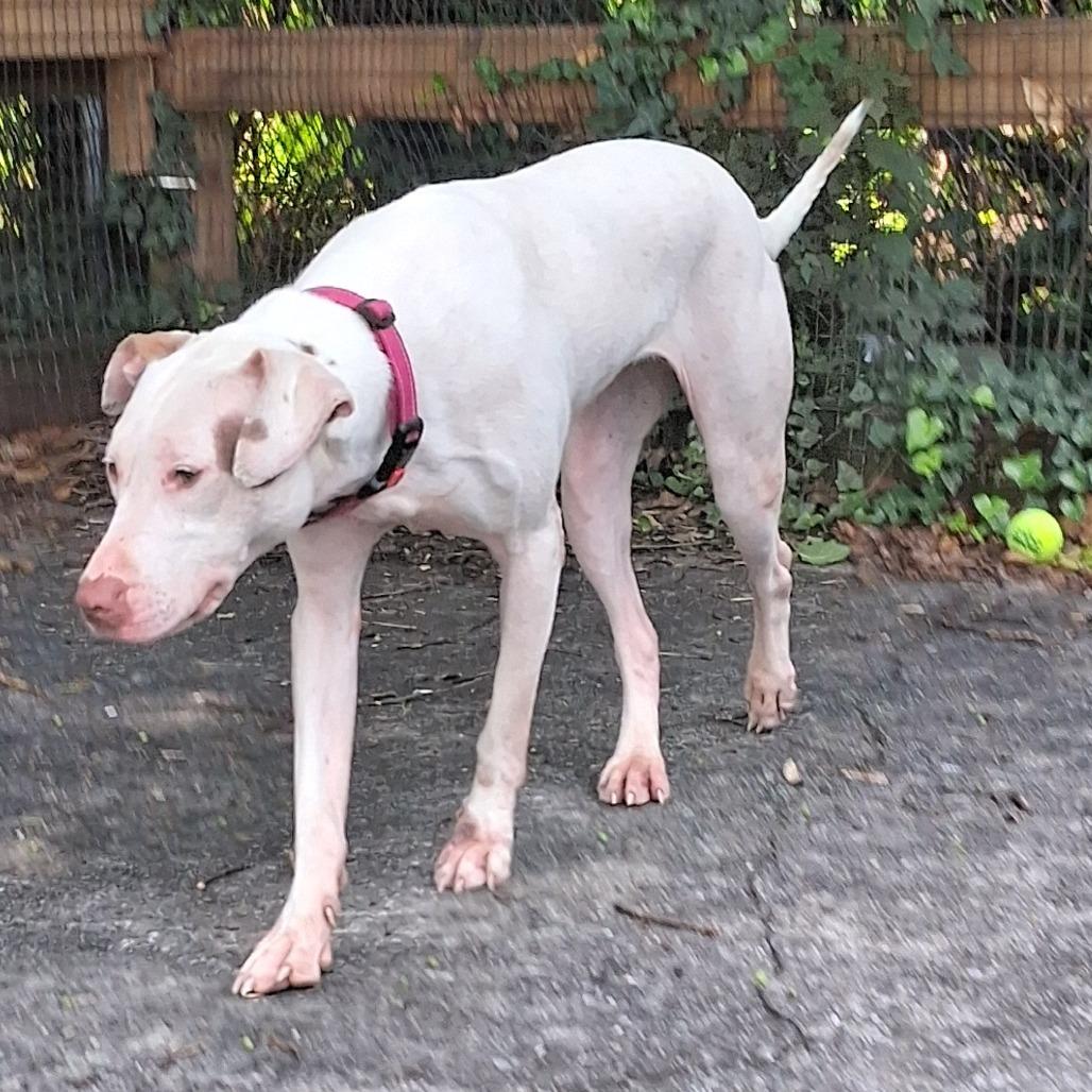 Enlarge Rolly, a Adoptable mixed breed in Baltimore, MD image 5/6