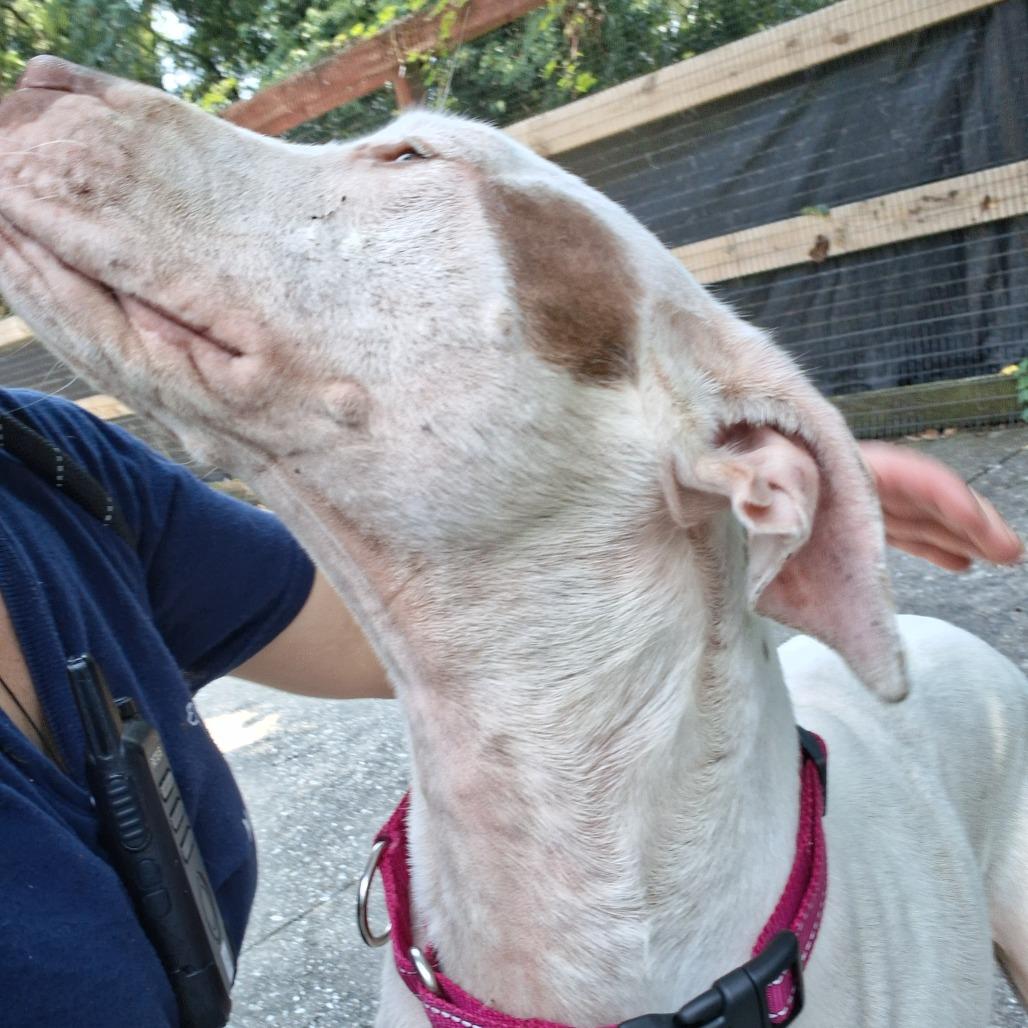 Enlarge Rolly, a Adoptable mixed breed in Baltimore, MD image 6/6