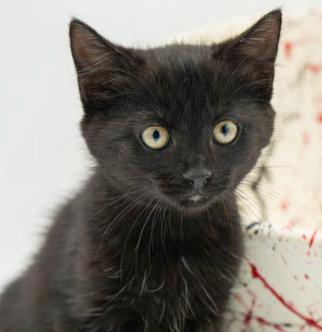 Lindy is our licorice love bug!  She is super precious and purrfect!, Baby Female Bombay