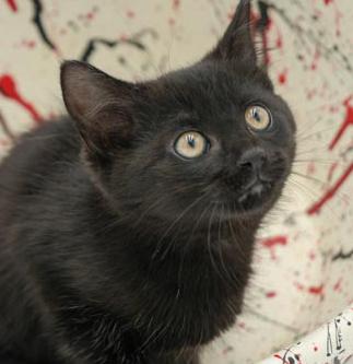 Lindy is our licorice love bug! She is super precious and purrfect! photo 5