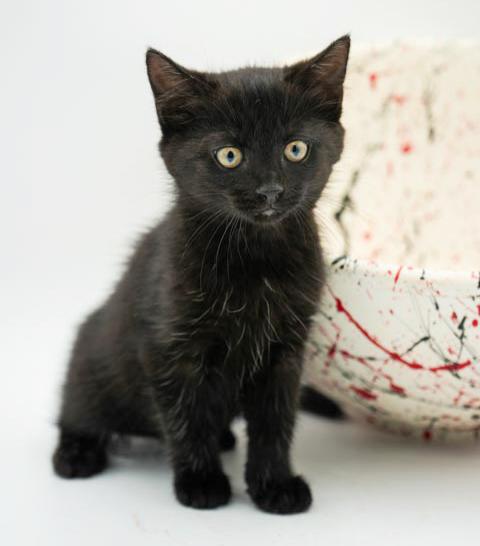 Lindy is our licorice love bug! She is super precious and purrfect! photo 6