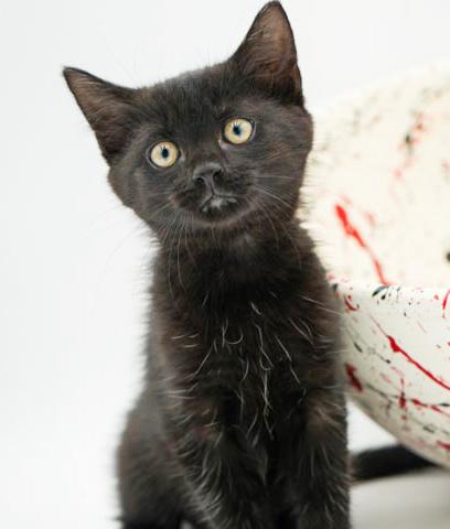 Lindy is our licorice love bug! She is super precious and purrfect! photo 4