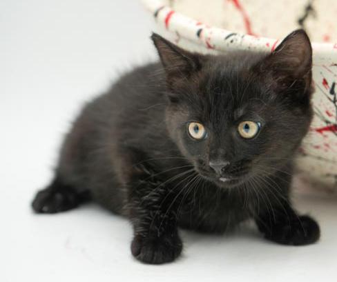 Lindy is our licorice love bug!  She is super precious and purrfect! photo 2