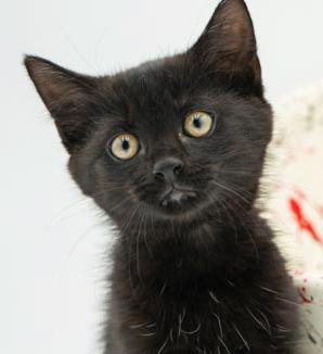 Lindy is our licorice love bug! She is super precious and purrfect! photo 3