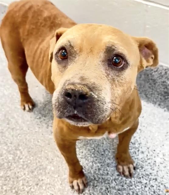 SYREN, Adoptable, Senior Female Pit Bull Terrier & Mixed Breed.