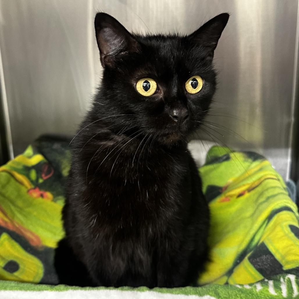 Allie, Adoptable, Young Female Domestic Short Hair.